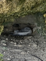 Phaethon lepturus catesbyi