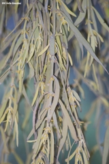 Phoradendron longifolium