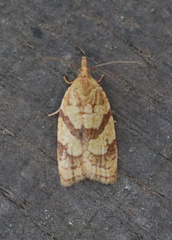 Sparganothis senecionana