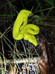 Morelia viridis