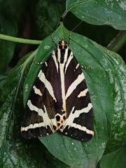 Euplagia quadripunctaria