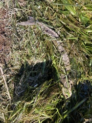 Acipenser fulvescens