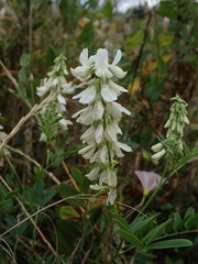 Galega officinalis
