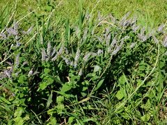 Mentha × rotundifolia