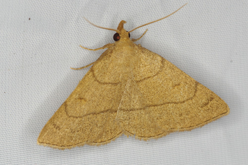 Paracolax tristalis