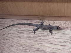 Podarcis carbonelli carbonelli