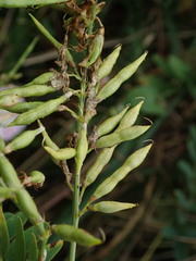 Galega officinalis