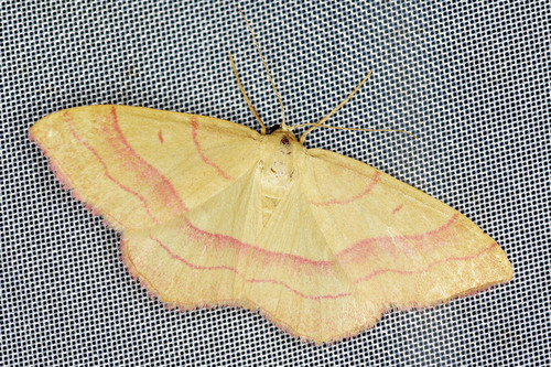Rhodostrophia vibicaria