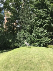 Ardea cinerea
