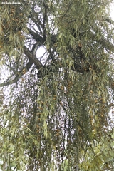 Phoradendron longifolium