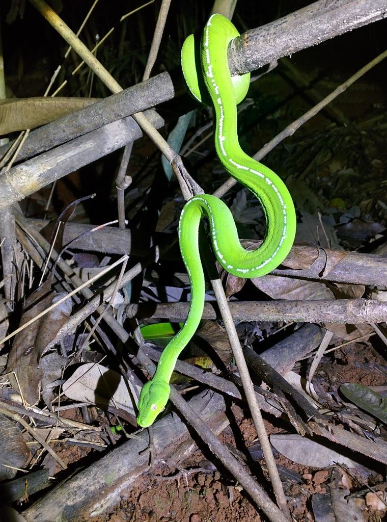 Green Tree Python