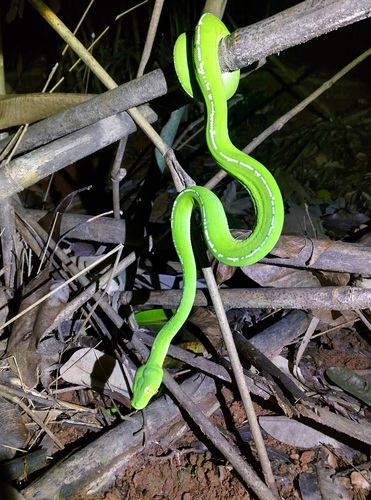 Green Tree Python