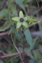 Gonolobus uniflorus