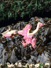 Orthasterias koehleri