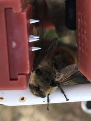 Oestrinae