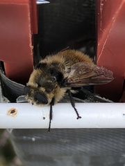 Oestrinae