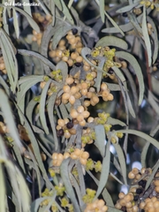 Phoradendron longifolium