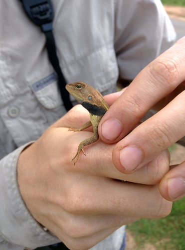 Black-throated two-pored dragon, Diporiphora jugularis