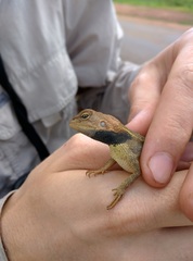 Diporiphora jugularis