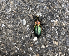 Carabus lineatus lateralis