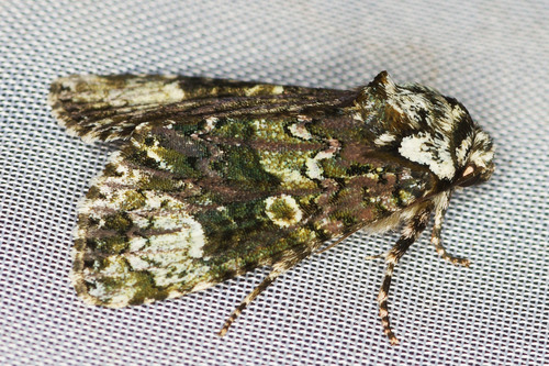 Craniophora ligustri