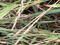 Chorthippus brunneus