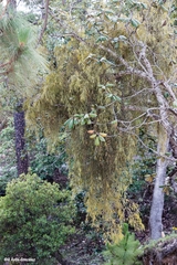 Phoradendron longifolium