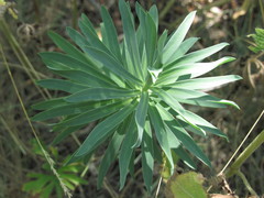 Euphorbia stepposa
