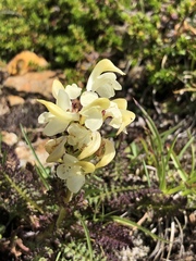 Pedicularis tuberosa