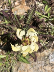 Pedicularis tuberosa