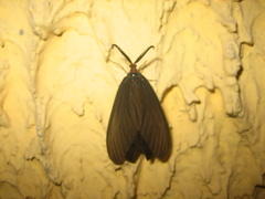 Histia flabellicornis