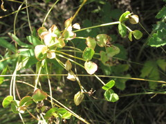 Euphorbia stepposa