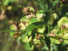 Euphorbia stepposa