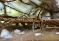 Anolis litoralis