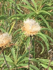 Plectocephalus americanus