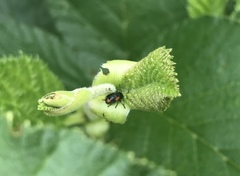 Cryptocephalus quadruplex