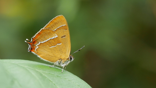 Brown Hairstreak, Noordoostelijk van Schaarsbergen, Arnhem, Nederland, photo 6 of 10
