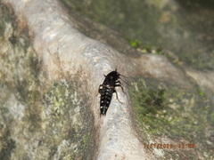 Platydracus viridanus