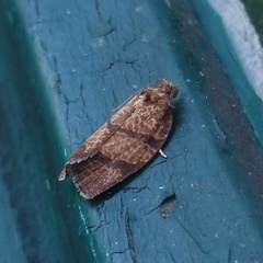 Argyrotaenia juglandana