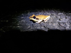 Litoria nigrofrenata