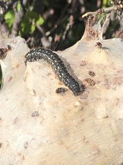 Eriogaster arbusculae