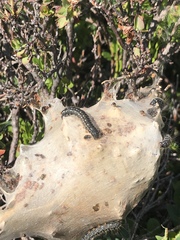 Eriogaster arbusculae