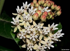 Asclepias otarioides