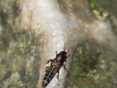 Platydracus viridanus