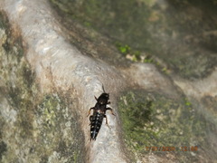 Platydracus viridanus