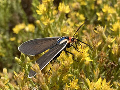 Ctenucha multifaria