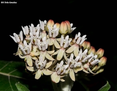 Asclepias otarioides