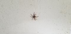 Selenops