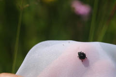 Mononychus punctumalbum