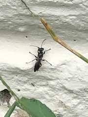 Lyroda